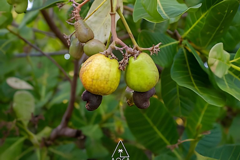 Casa Natur - Farm in Milagres, Mato and Beach!