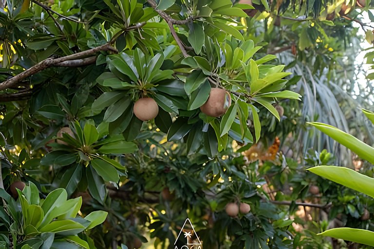 Casa Natur - Chácara em Milagres, Mato e Praia!